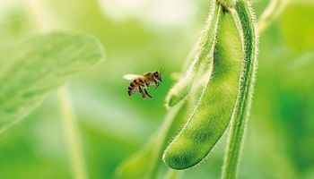 Dia Mundial das Abelhas: convivência que gera abelhas, mel e produção de alimentos