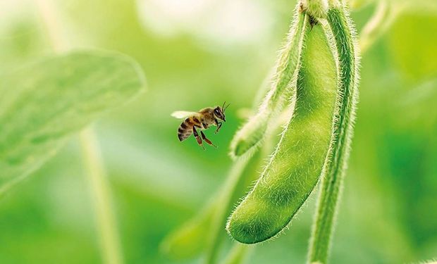 Dia Mundial das Abelhas: convivência que gera abelhas, mel e produção de alimentos