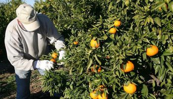 La pasión y la historia de uno de los principales productores de cítricos de la Argentina: “Esto viene de familia, de corazón. Aunque no sea lo más rentable, uno no se va”