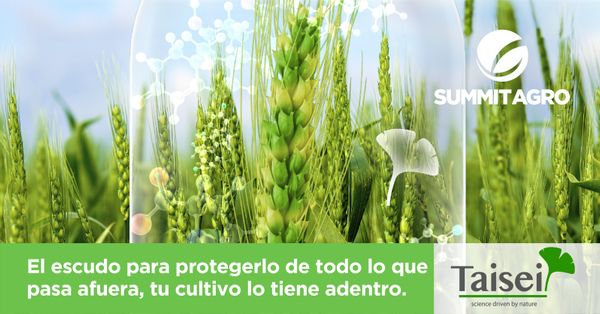 economia