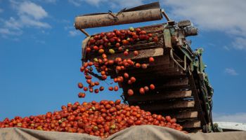 Gigante certificó más de 280 mil hectáreas con agricultura sustentable