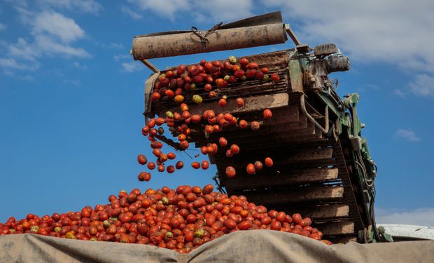 Gigante certificó más de 280 mil hectáreas con agricultura sustentable