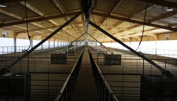 Inversión en el campo argentino: así es la granja 2.200 madres reproductoras que producirá 11.000 toneladas de carne de cerdo
