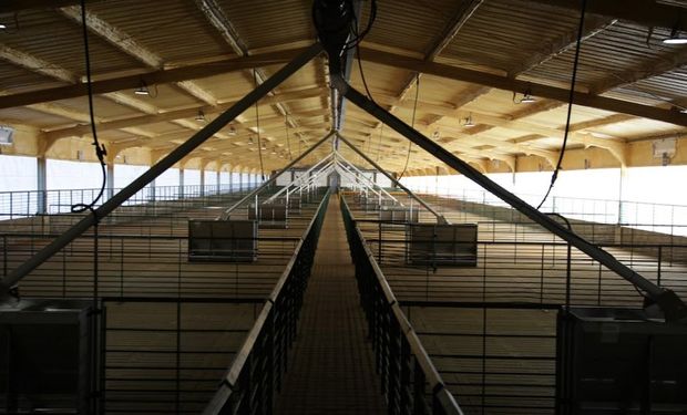 Inversión en el campo argentino: así es la granja 2.200 madres reproductoras que producirá 11.000 toneladas de carne de cerdo
