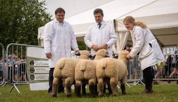 Argentina, sede del Mundial de una importante raza ovina: cuándo es el evento inédito