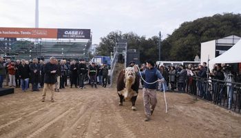 El animal de 1000 kilos que llegó primero a la 137° edición de la Expo Rural: "Vamos a disfrutar del campo en la ciudad"