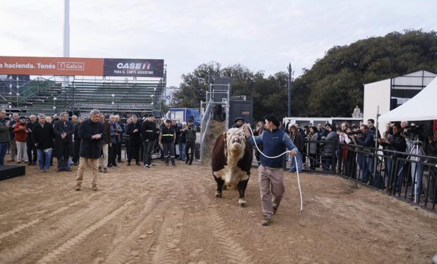 El animal de 1000 kilos que llegó primero a la 137° edición de la Expo Rural: "Vamos a disfrutar del campo en la ciudad"