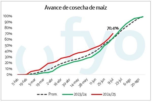 cosecha de maiz