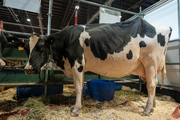 holando en la expo rural