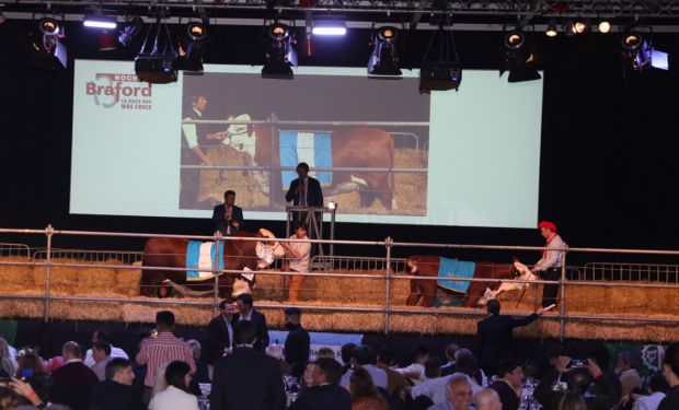 En vivo, la subasta de grandes campeones de Braford