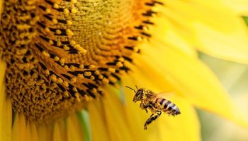 Campanha da CropLife Brasil conscientiza sobre importância da existência de polinizadores em ambientes agrícolas