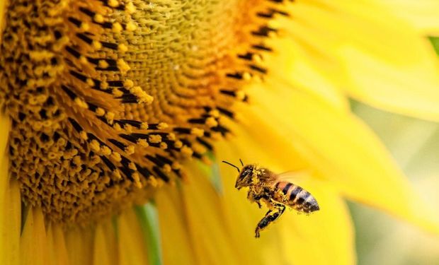 Campanha da CropLife Brasil conscientiza sobre importância da existência de polinizadores em ambientes agrícolas