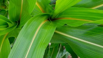 La nueva apuesta de una multinacional del agro por la Argentina: cómo son los máices BMR que ofrecen y una tecnología no GMO única