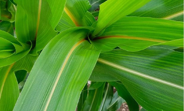 La nueva apuesta de una multinacional del agro por la Argentina: cómo son los máices BMR que ofrecen y una tecnología no GMO única