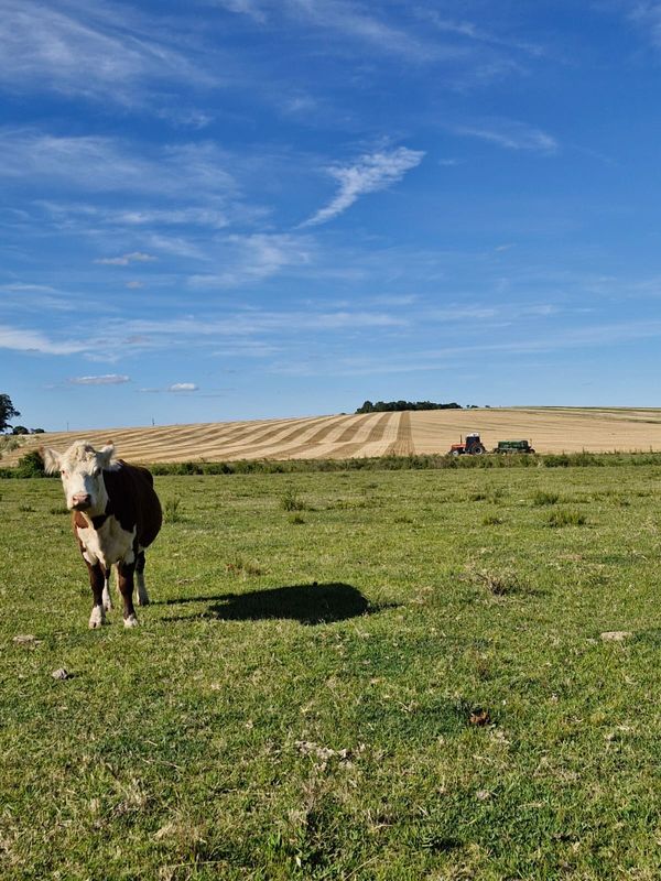 trigo uruguay
