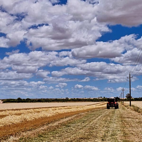 trigo argentina