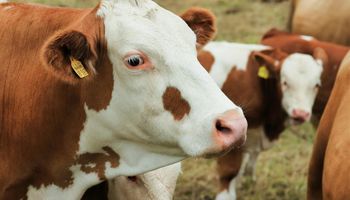 Generan US$ 12.500 millones al año y van por más junto al agro: "Pocos sectores económicos de la Argentina tienen semejante potencial"