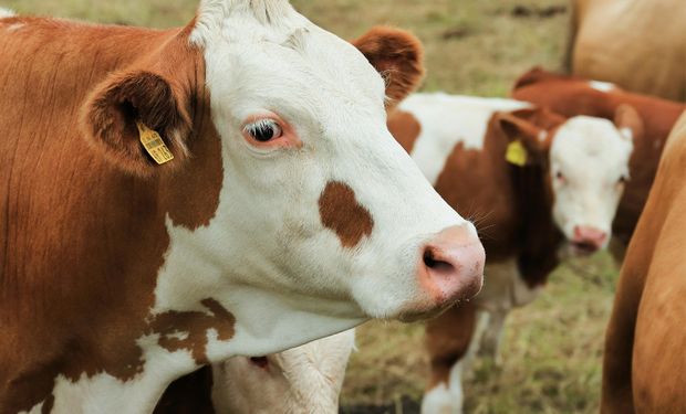 Generan US$ 12.500 millones al año y van por más junto al agro: "Pocos sectores económicos de la Argentina tienen semejante potencial"