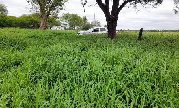 ¿Cómo lograr 3.800 kg de materia seca por hectárea? La tecnología que revoluciona la producción de forrajes