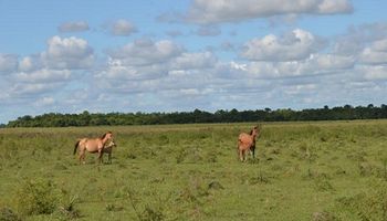 ¿Qué oportunidades hay en el mercado inmobiliario rural y en zonas urbanas? Por qué un campo no es solo una inversión