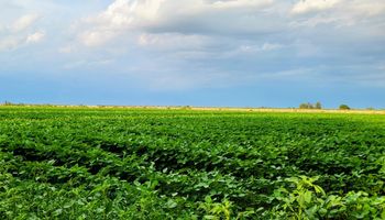 La soja arrancó con todo y promete buenos rendimientos, pero se encendió una alarma