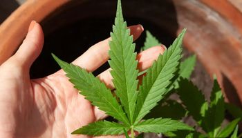 Nova regulação muda o cenário da cannabis no Brasil