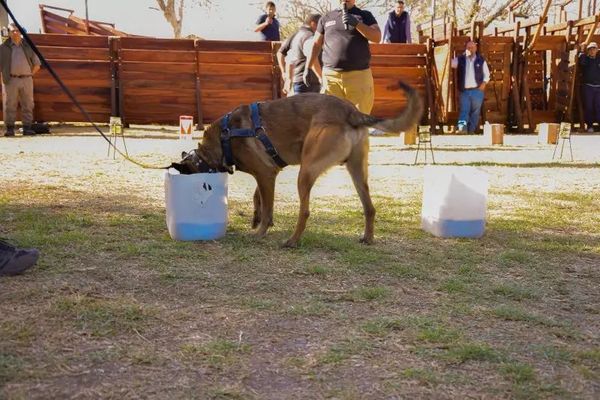 perros adiestrados