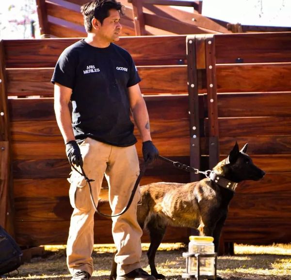 perros adiestrados