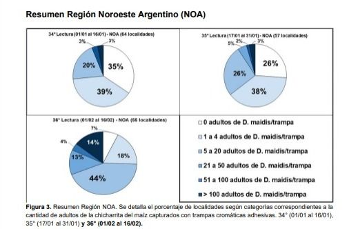 Chicharrita noroeste