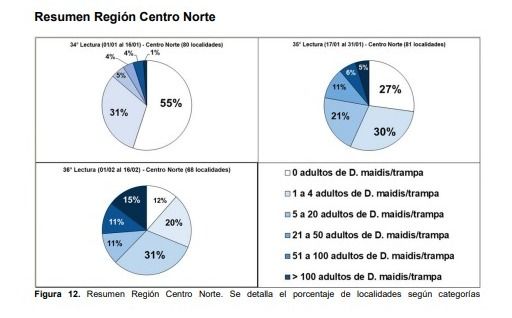 Chicharrita centro norte