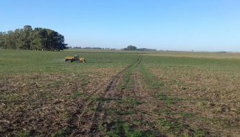 Una herramienta clave para definir cuánto fertilizar: con costos en alza, se ajusta la estrategia en tambos