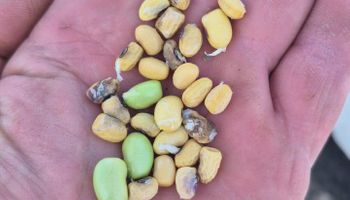 Buenas noticias para la soja, ya que llega aire frío y seco para acelerar la cosecha: ya hay impacto en la calidad