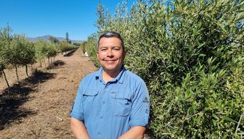 Revolucionó la producción frutihortícola y vende 105 millones de plantines al año: en Argentina llevan más de 5000 hectáreas plantadas