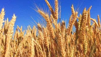 El trigo extiende las subas ante el clima desfavorable en el hemisferio norte