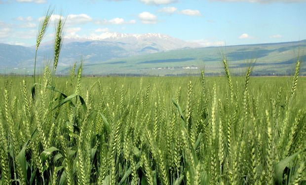 El mundo necesita otra revolución verde