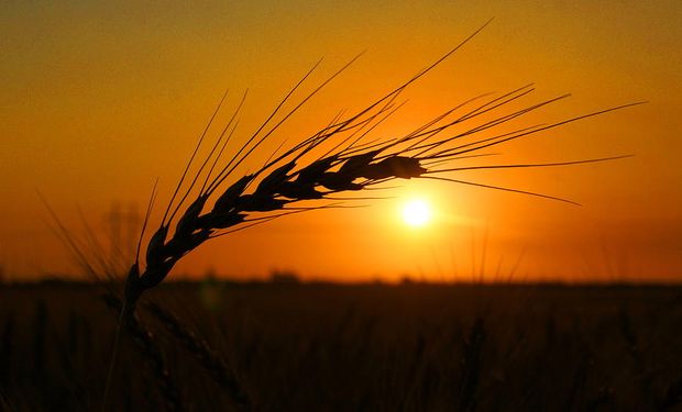 Mercados alterados: qué puede pasar con la soja, el trigo y el maíz