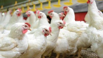 Destacan el control de calidad que existe sobre la industria avícola argentina