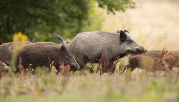 Alemania confirmó el primer caso de Peste Porcina Africana