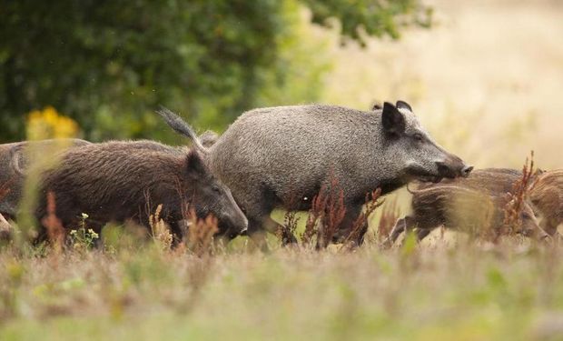 Alemania confirmó el primer caso de Peste Porcina Africana