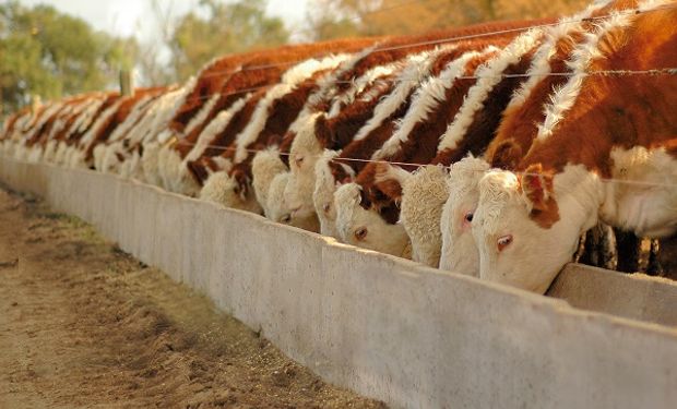 Para automatizar y profesionalizar: el software que revoluciona la gestión de feedlot