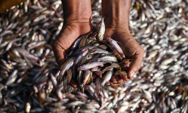 World Food Prize: la investigación disruptiva de la ganadora del "Nobel" de la alimentación