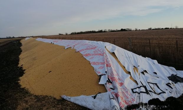 Cada vez más productores aseguran silo bolsas: qué cubre y cómo contratar la cobertura