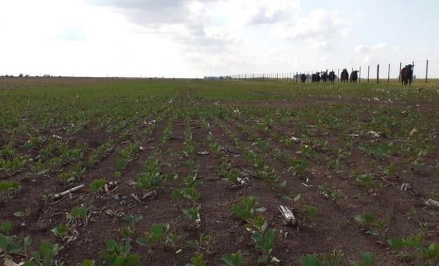 Ya se sembraron 6,7 millones de hectáreas de soja y se atrasa la implantación de maíz