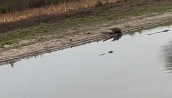 En Argentina: la zona en donde la falta de agua deja imágenes impactantes de animales desesperados