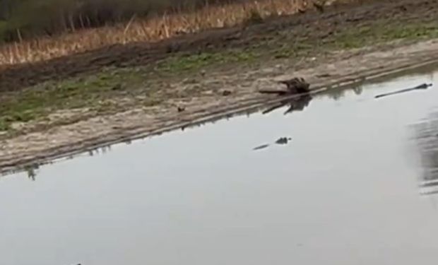 En Argentina: la zona en donde la falta de agua deja imágenes impactantes de animales desesperados