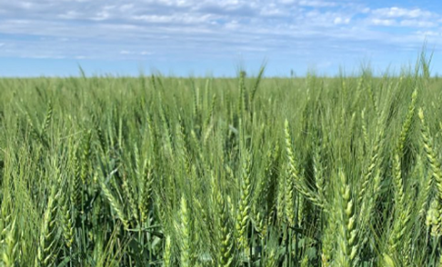 Yamato Top: el herbicida banda verde registrado para trigo, cebada, soja y maíz