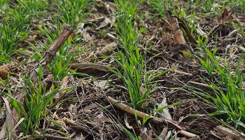 El herbicida pre emergente que marcó un hito en el control de las malezas difíciles