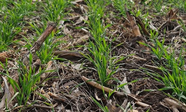 El herbicida pre emergente que marcó un hito en el control de las malezas difíciles