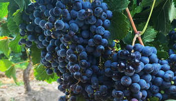 Vitivinicultura: los ensayos que muestran ganancias de 1600 kilos de uvas por hectárea con fertilización foliar