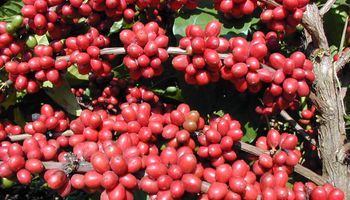 Yara anuncia parceria para descarbonizar produção de café em 20 fazendas